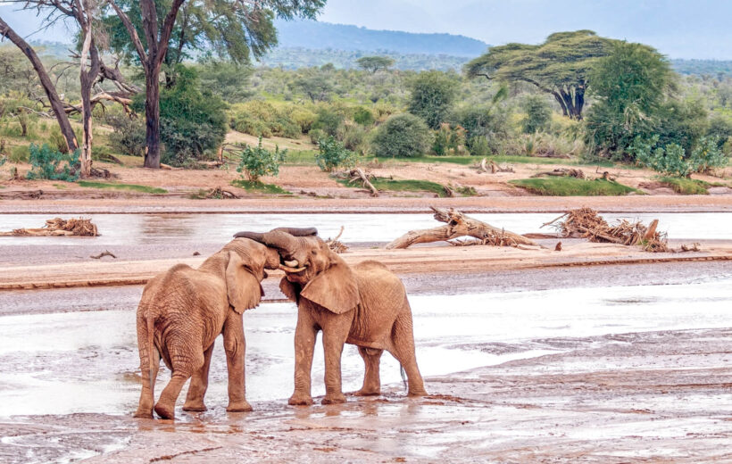 3 Days in Samburu – Private Safari at Sarova Shaba Lodge. From $590 USD PP