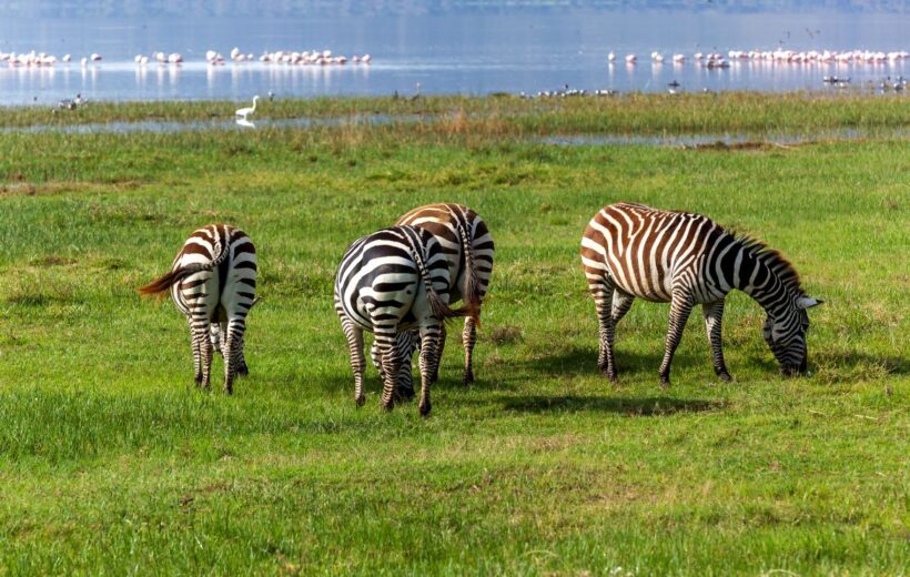 5 Days Maasai Mara, Lake Nakuru & Amboseli Safari. From $1870 USD