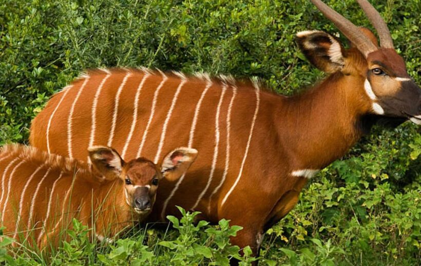 7 Days Luxury Safari in Masai Mara, Lake Nakuru, Samburu & Aberdare Safari. From $2280 - $3169