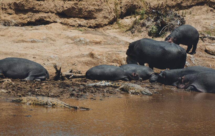 4-Day Exclusive Luxury Safari Experience