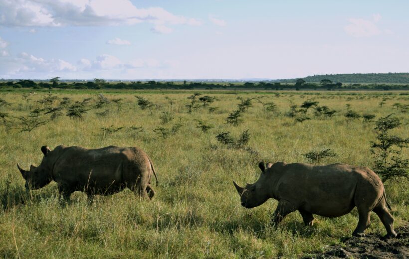 Half-Day Nairobi National Park Safari Experience