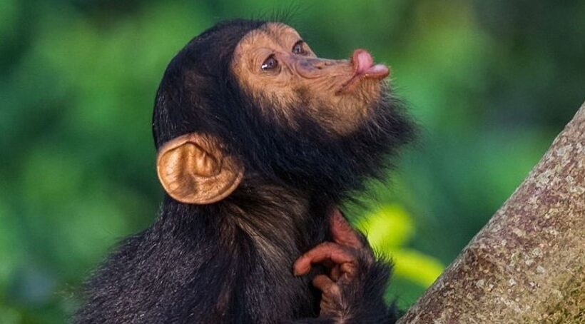 7 Day Best of Uganda Safari – Gorillas, Chimpanzees and Wildlife