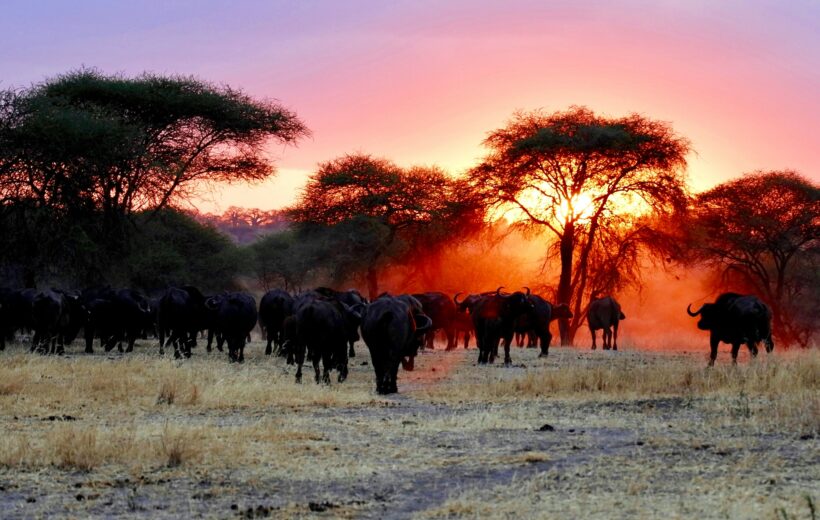 6 Day Tarangire, Serengeti, Ngorongoro & Lake Manyara Safari
